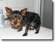 Jorkrsk terier, Yorkshire Terrier,