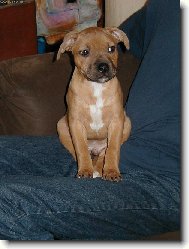 Staffordshire Bullterrier