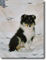 Shetland Sheepdog