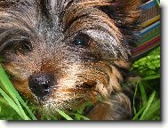 Jorkrsk terier, Yorkshire Terrier,