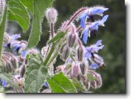 Borago officinalis L\.