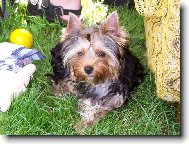 Jorkrsk terier, Yorkshire Terrier,