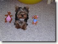 Jorkrsk terier, Yorkshire Terrier,