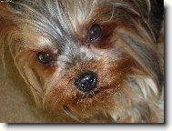 Jorkrsk terier, Yorkshire Terrier,