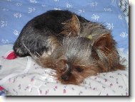 Jorkrsk terier, Yorkshire Terrier,