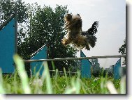 Jorkrsk terier, Yorkshire Terrier,