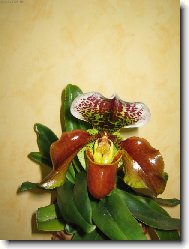 Paphiopedilum