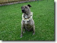 Staffordshire Bullterrier