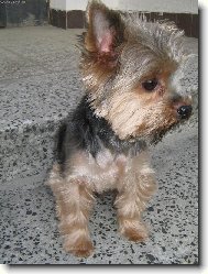 Jorkrsk terier, Yorkshire Terrier,