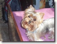 Jorkrsk terier, Yorkshire Terrier,