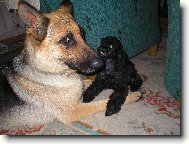 German Shepherd Dog