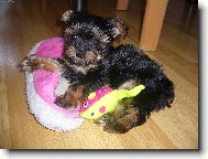 Jorkrsk terier, Yorkshire Terrier,