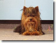 Yorkshire terrier \\\\\(Dog standard\\\\\)