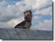 Jorkrsk terier, Yorkshire Terrier,