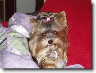 Yorkshire terrier \\\\\(Dog standard\\\\\)