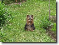 Yorkshire terrier \\\\\(Dog standard\\\\\)