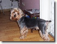 Jorkrsk terier, Yorkshire Terrier,