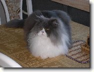 Persian cat