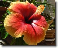 Hibiscus rosa-sinensis