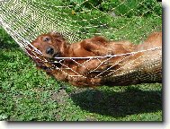 Dachshund