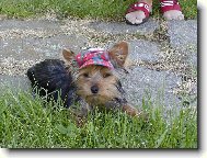 Jorkrsk terier, Yorkshire Terrier,