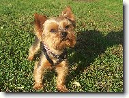 Jorkrsk terier, Yorkshire Terrier,