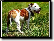 Staffordshire Bullterrier