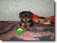 Jorkrsk terier, Yorkshire Terrier,