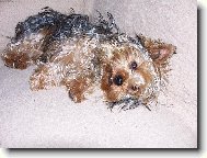 Jorkrsk terier, Yorkshire Terrier,