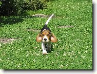 Beagle