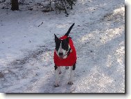 Bull Terrier