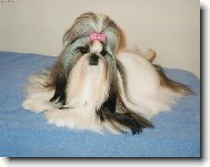 Shih-Tzu