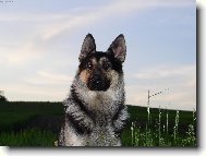 German shepherd dog \\\\\(Dog standard\\\\\)