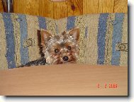 Yorkshire Terrier