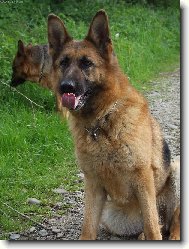 German Shepherd Dog