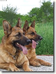 German Shepherd Dog