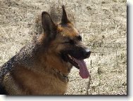 German Shepherd Dog