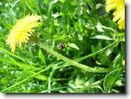 Taraxacum officinale