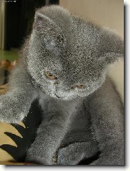 British Shorthair \\\\\(Cat\\\\\)