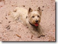West highland white terrier \\\\\(Dog standard\\\\\)