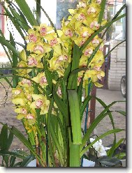 Orchidaceae