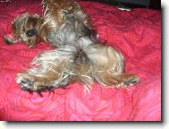 Jorkrsk terier, Yorkshire Terrier,