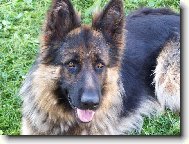 German Shepherd Dog