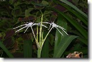 Crinum