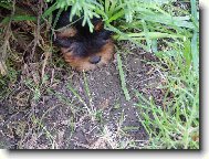 Jorkrsk terier, Yorkshire Terrier,