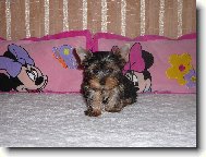 Jorkrsk terier, Yorkshire Terrier,