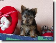 Jorkrsk terier, Yorkshire Terrier,