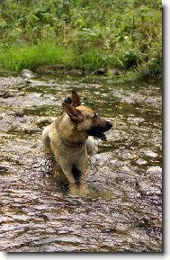 German Shepherd Dog