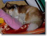 Shetland Sheepdog