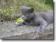 Chartreux cat